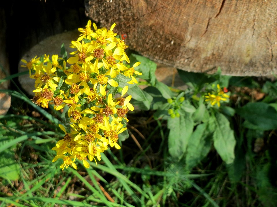 Gewöhnliche Goldrute (Solidago virgaurea) an einem Randstreifen der Rheinbahn in der Schwetzinger Hardt mit binnendünenartiger Vegetation