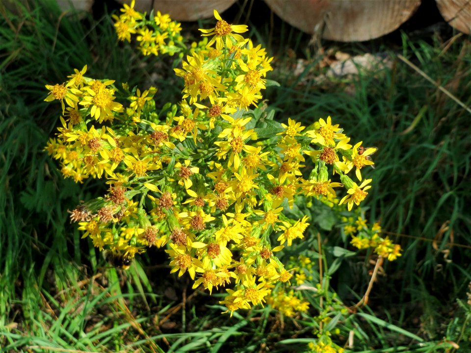 Gewöhnliche Goldrute (Solidago virgaurea) an einem Randstreifen der Rheinbahn in der Schwetzinger Hardt mit binnendünenartiger Vegetation - hier seltener gegenüber der Kanadischen Goldrute