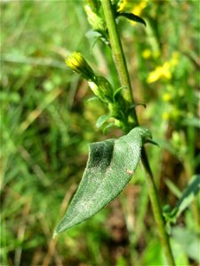 Gewöhnliche Goldrute (Solidago virgaurea) an einem Randstreifen der Rheinbahn in der Schwetzinger Hardt mit binnendünenartiger Vegetation - hier seltener gegenüber der Kanadischen Goldrute