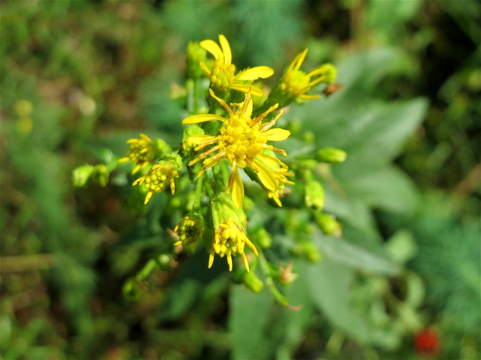 Gewöhnliche Goldrute (Solidago virgaurea) an einem Randstreifen der Rheinbahn in der Schwetzinger Hardt mit binnendünenartiger Vegetation - hier seltener gegenüber der Kanadischen Goldrute