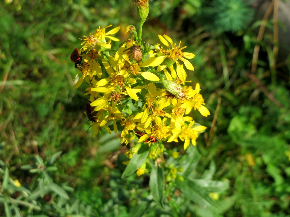 Gewöhnliche Goldrute (Solidago virgaurea) an einem Randstreifen der Rheinbahn in der Schwetzinger Hardt mit binnendünenartiger Vegetation - hier seltener gegenüber der Kanadischen Goldrute
