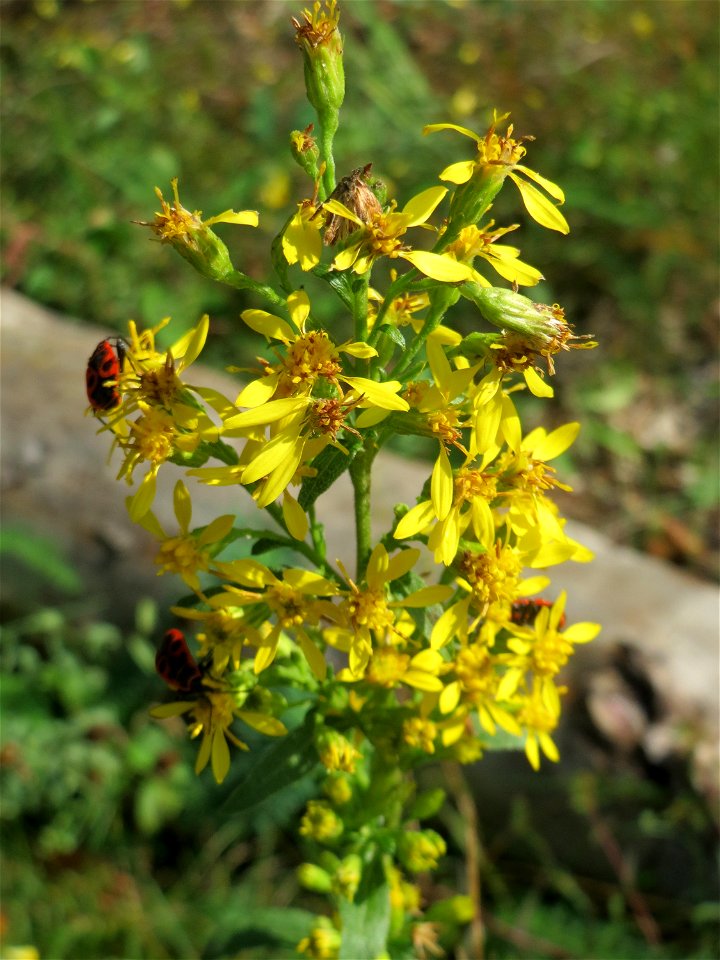 Gewöhnliche Goldrute (Solidago virgaurea) an einem Randstreifen der Rheinbahn in der Schwetzinger Hardt mit binnendünenartiger Vegetation - hier seltener gegenüber der Kanadischen Goldrute