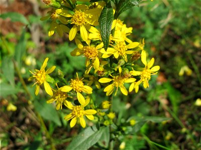 Gewöhnliche Goldrute (Solidago virgaurea) an einem Randstreifen der Rheinbahn in der Schwetzinger Hardt mit binnendünenartiger Vegetation - hier seltener gegenüber der Kanadischen Goldrute