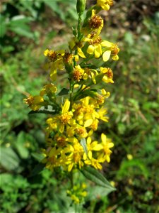 Gewöhnliche Goldrute (Solidago virgaurea) an einem Randstreifen der Rheinbahn in der Schwetzinger Hardt mit binnendünenartiger Vegetation - hier seltener gegenüber der Kanadischen Goldrute