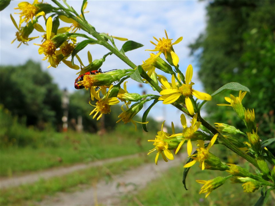 Gewöhnliche Goldrute (Solidago virgaurea) an einem Randstreifen der Rheinbahn in der Schwetzinger Hardt mit binnendünenartiger Vegetation
