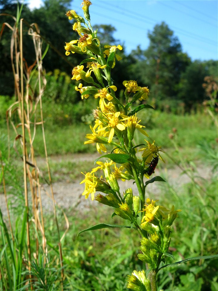 Gewöhnliche Goldrute (Solidago virgaurea) an einem Randstreifen der Rheinbahn in der Schwetzinger Hardt mit binnendünenartiger Vegetation - hier seltener gegenüber der Kanadischen Goldrute