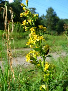 Gewöhnliche Goldrute (Solidago virgaurea) an einem Randstreifen der Rheinbahn in der Schwetzinger Hardt mit binnendünenartiger Vegetation - hier seltener gegenüber der Kanadischen Goldrute