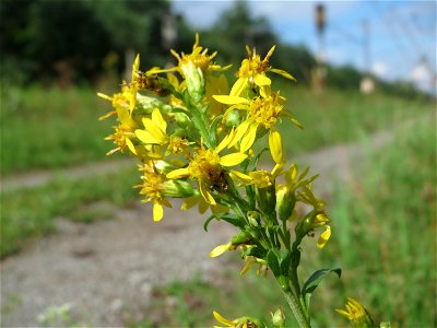 Gewöhnliche Goldrute (Solidago virgaurea) an einem Randstreifen der Rheinbahn in der Schwetzinger Hardt mit binnendünenartiger Vegetation