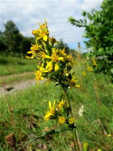 Gewöhnliche Goldrute (Solidago virgaurea) an einem Randstreifen der Rheinbahn in der Schwetzinger Hardt mit binnendünenartiger Vegetation