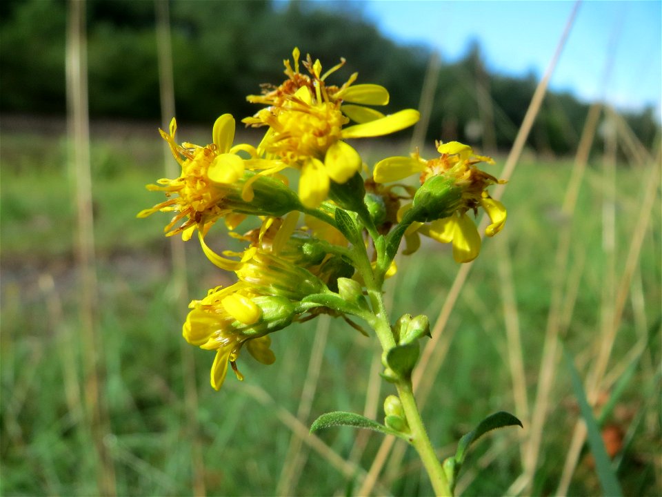 Gewöhnliche Goldrute (Solidago virgaurea) an einem Randstreifen der Rheinbahn in der Schwetzinger Hardt mit binnendünenartiger Vegetation