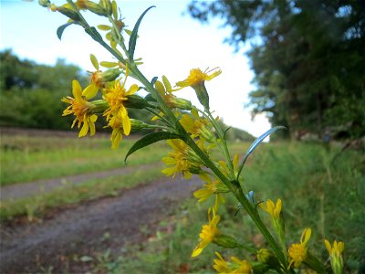 Gewöhnliche Goldrute (Solidago virgaurea) an einem Randstreifen der Rheinbahn in der Schwetzinger Hardt mit binnendünenartiger Vegetation photo