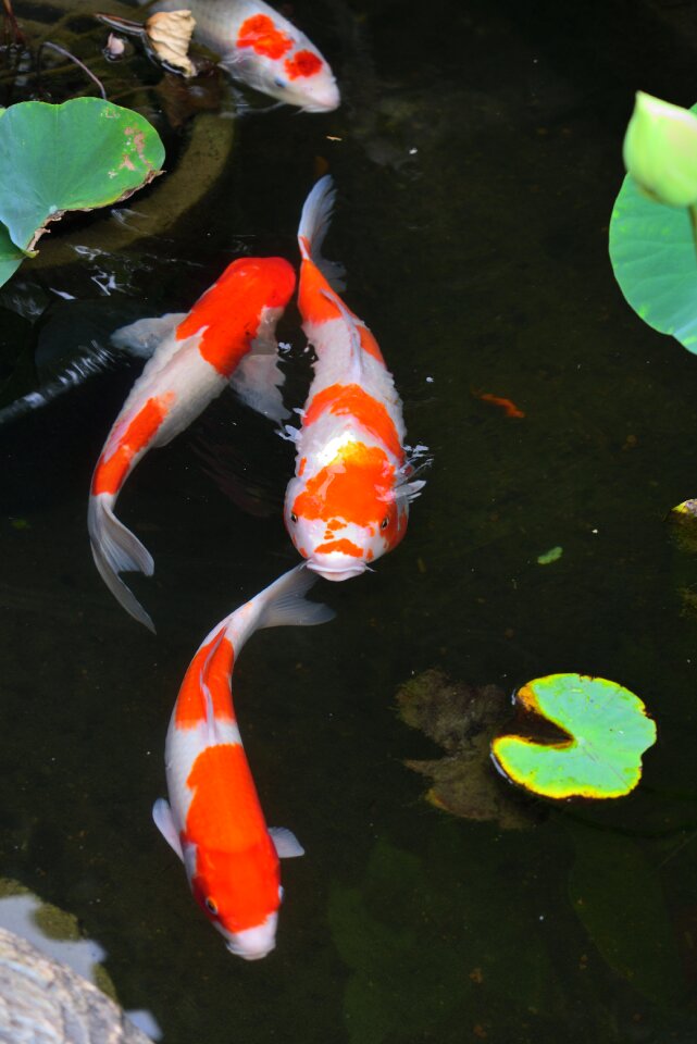 Carp fish aquatic animals