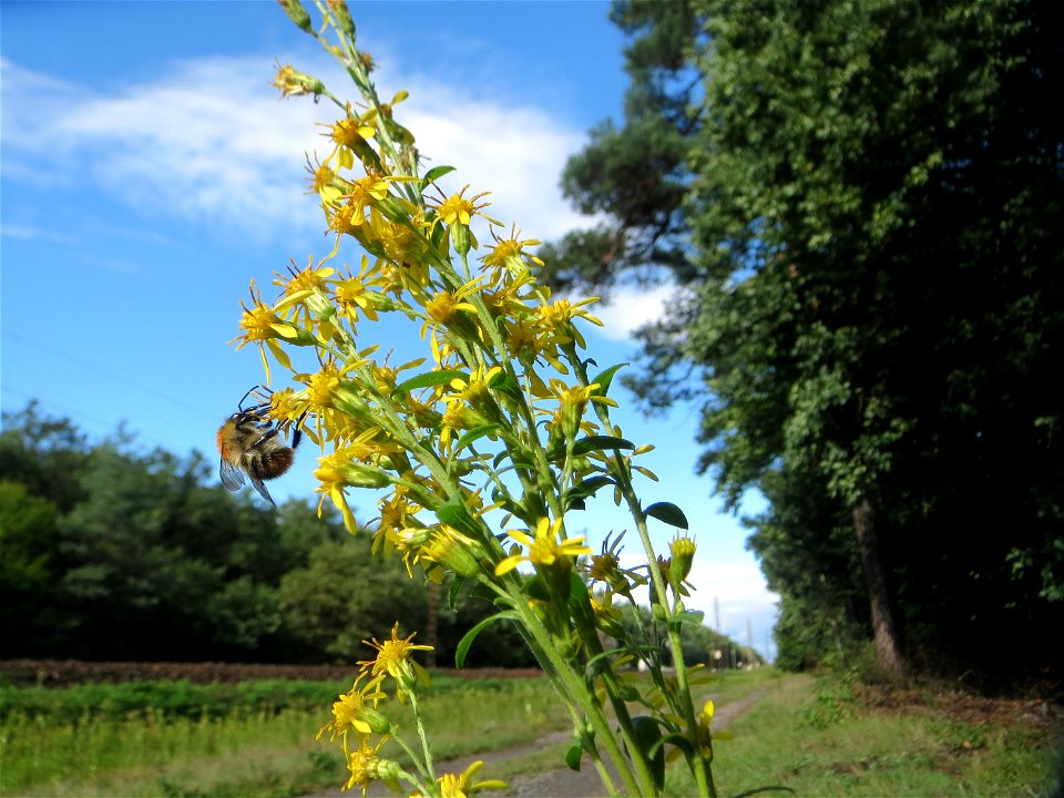 Gewöhnliche Goldrute (Solidago virgaurea) an einem Randstreifen der Rheinbahn in der Schwetzinger Hardt mit binnendünenartiger Vegetation