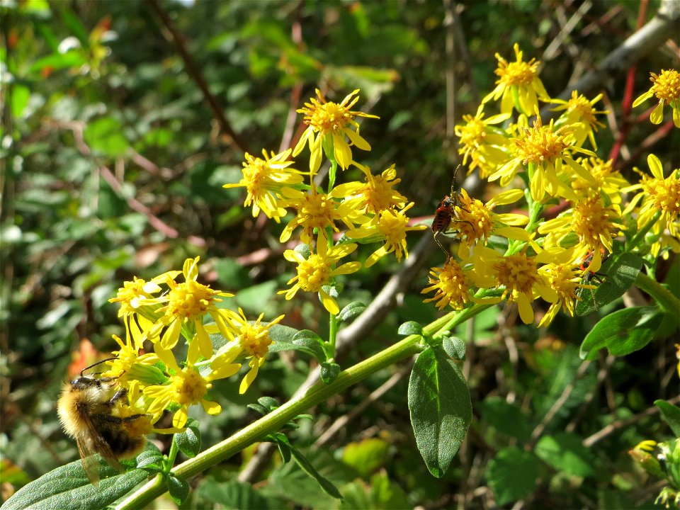 Gewöhnliche Goldrute (Solidago virgaurea) auf dem Feldherrenhügel, Teilgebiet vom Naturschutzgebiet „Oftersheimer Dünen“