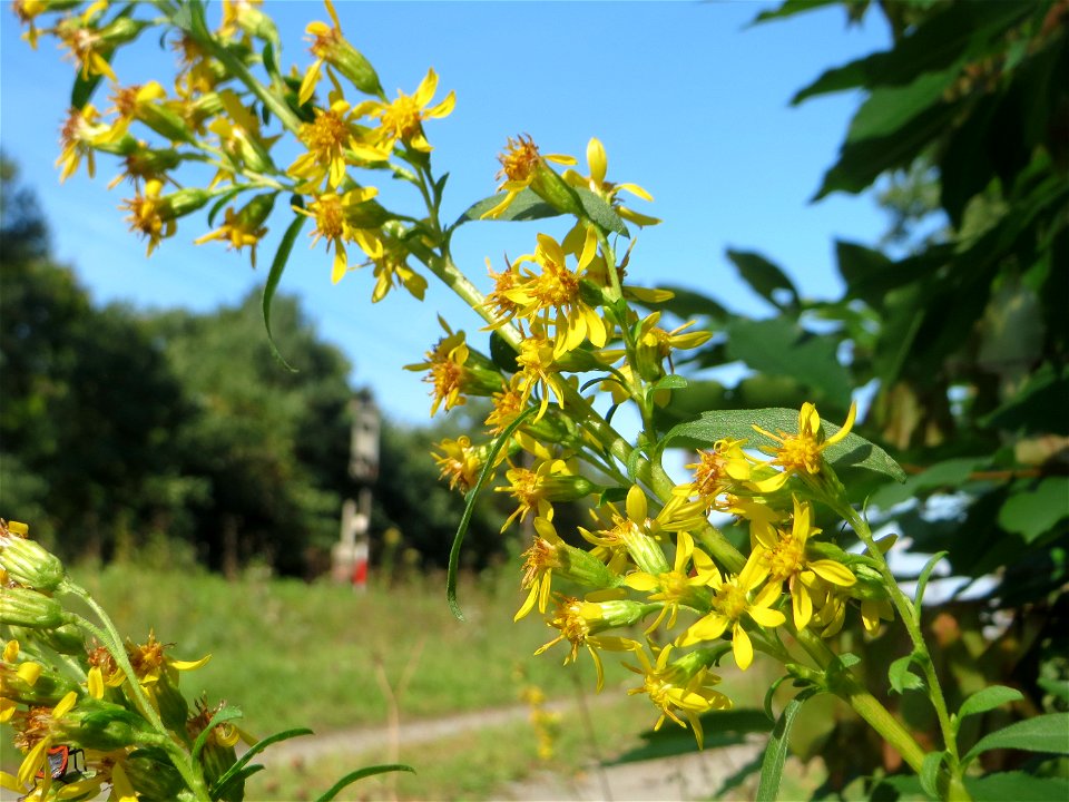 Gewöhnliche Goldrute (Solidago virgaurea) an einem Randstreifen der Rheinbahn in der Schwetzinger Hardt