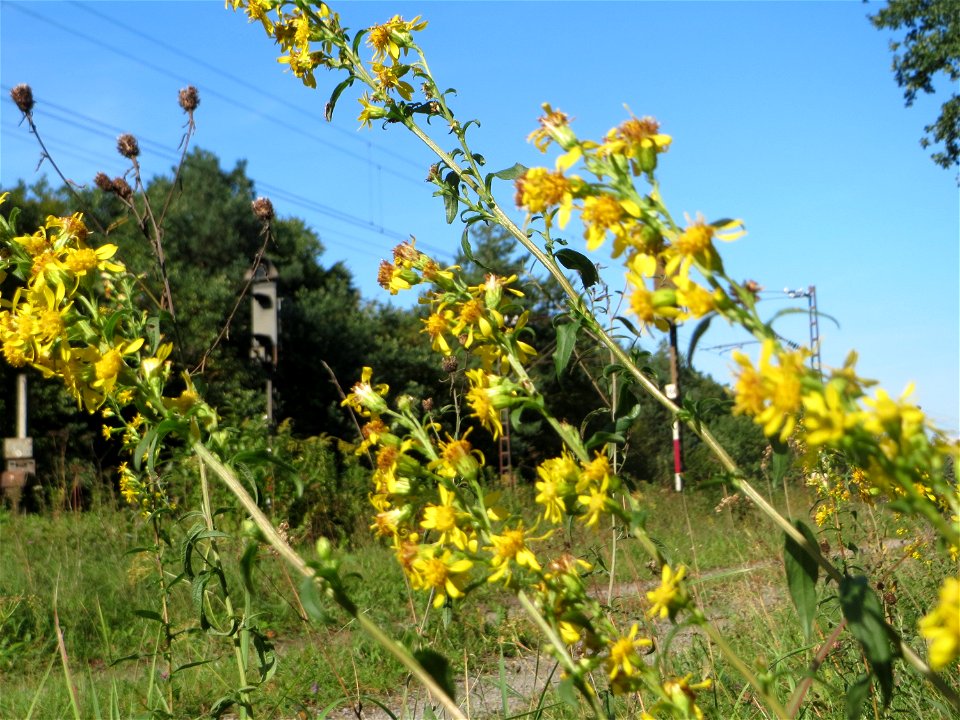 Gewöhnliche Goldrute (Solidago virgaurea) an einem Randstreifen der Rheinbahn in der Schwetzinger Hardt