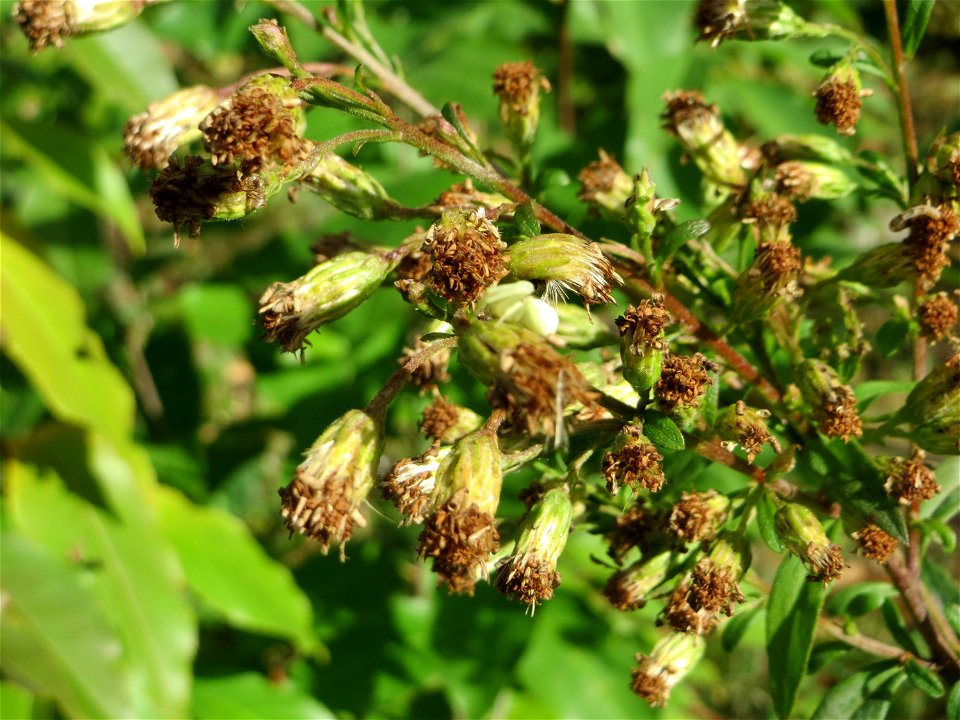 Nahezu verblühte Gewöhnliche Goldrute (Solidago virgaurea) an einem Randstreifen der Rheinbahn in der Schwetzinger Hardt