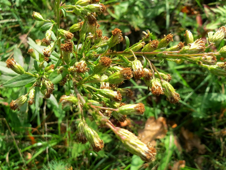Nahezu verblühte Gewöhnliche Goldrute (Solidago virgaurea) an einem Randstreifen der Rheinbahn in der Schwetzinger Hardt