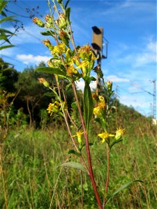 Nahezu verblühte Gewöhnliche Goldrute (Solidago virgaurea) an einem Randstreifen der Rheinbahn in der Schwetzinger Hardt