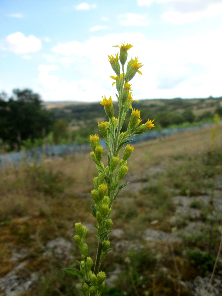Gewöhnliche Goldrute (Solidago virgaurea)  am Weinberg bei Reinheim (Gersheim)