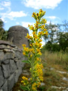 Gewöhnliche Goldrute (Solidago virgaurea)  am Weinberg bei Reinheim (Gersheim)