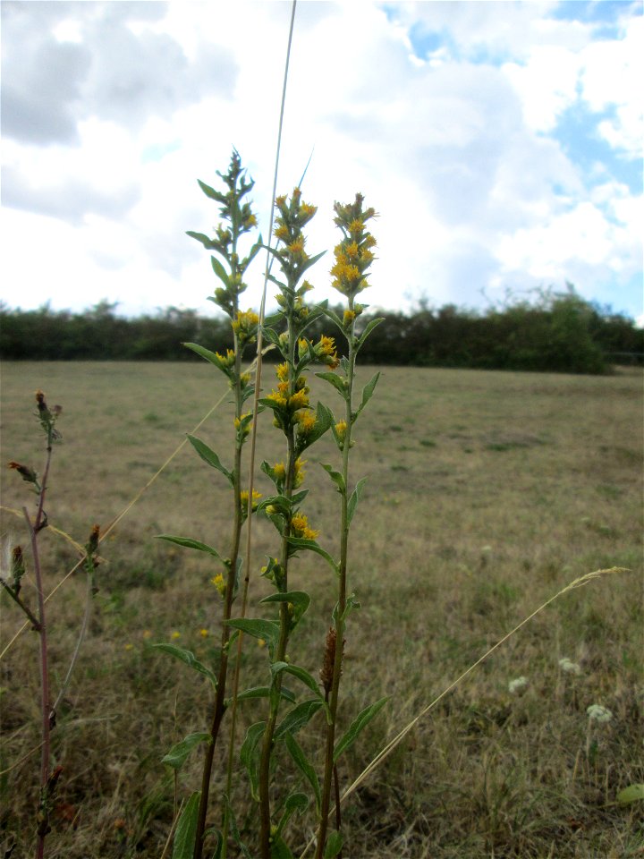 Gewöhnliche Goldrute (Solidago virgaurea)  am Weinberg bei Reinheim (Gersheim)