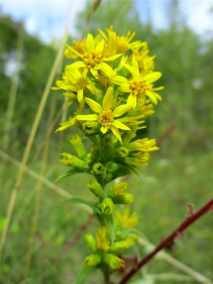 Gewöhnliche Goldrute (Solidago virgaurea) im Naturschutzgebiet Birzberg