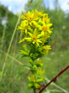 Gewöhnliche Goldrute (Solidago virgaurea) im Naturschutzgebiet Birzberg