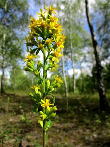 Gewöhnliche Goldrute (Solidago virgaurea) im Naturschutzgebiet Birzberg photo