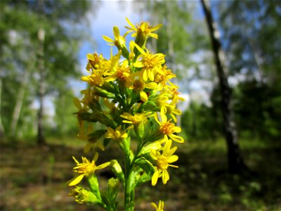 Gewöhnliche Goldrute (Solidago virgaurea) im Naturschutzgebiet Birzberg photo