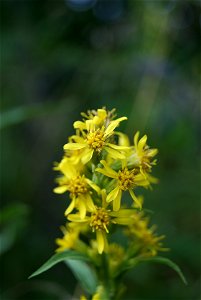 Goldrute, Solidago virgaurea