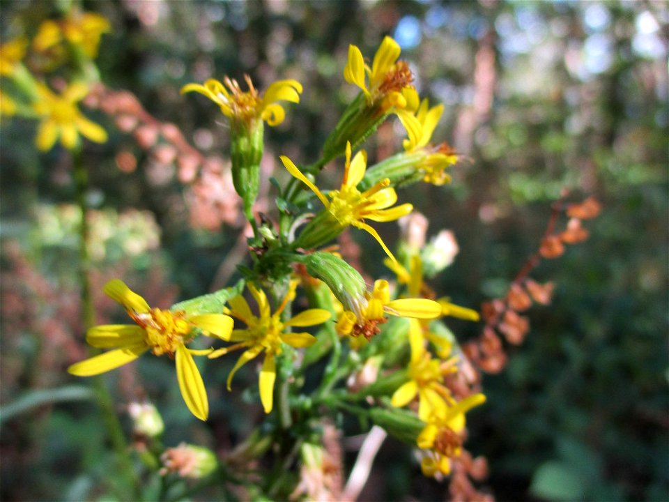 Gewöhnliche Goldrute (Solidago virgaurea) im Wald bei Deidesheim