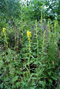 Goldrute, Solidago virgaurea