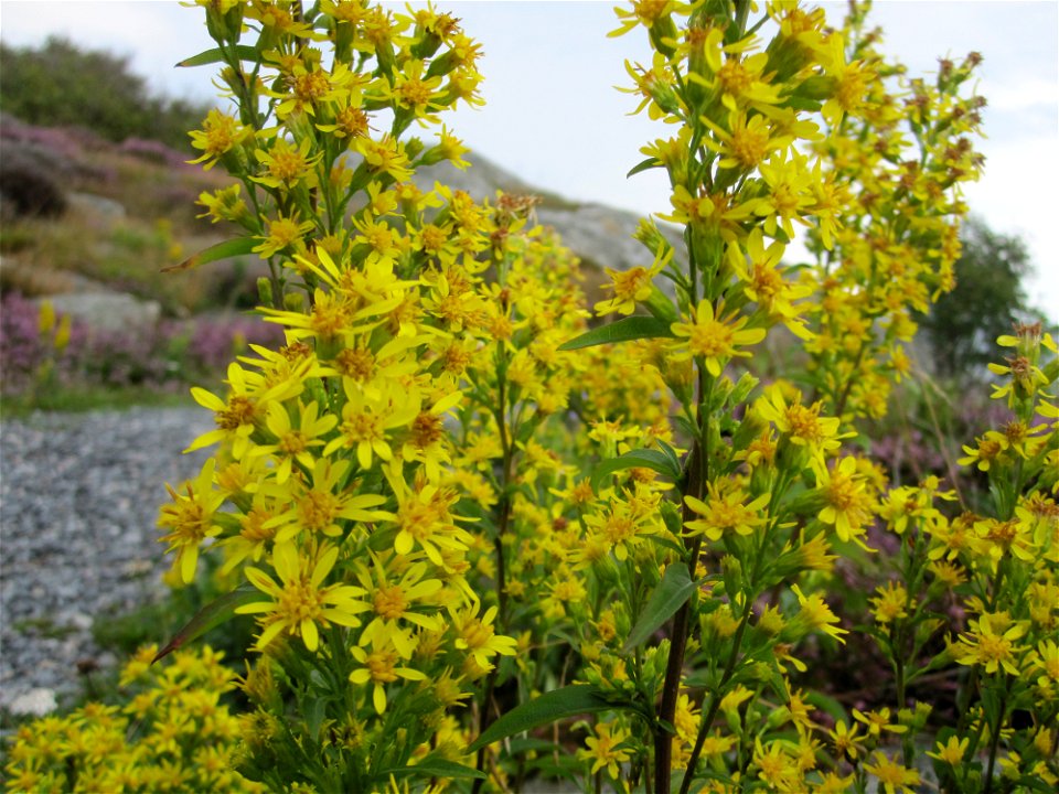 Gewöhnliche Goldrute (Solidago virgaurea) auf Vrångö, Schweden