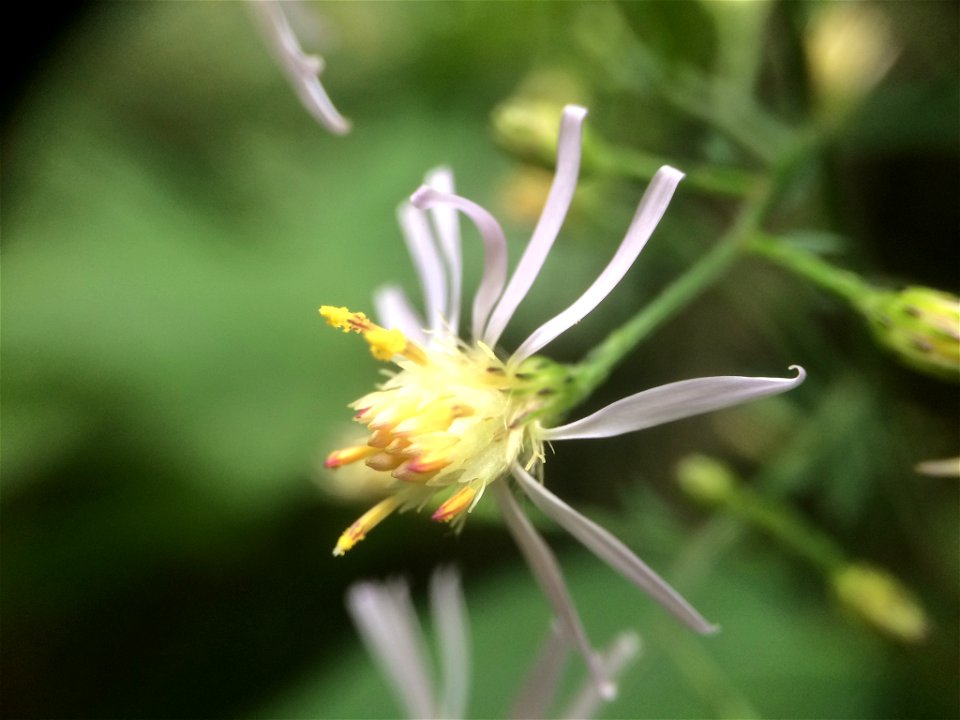 Common Blue Wood Aster (Symphyotrichum cordifolium)