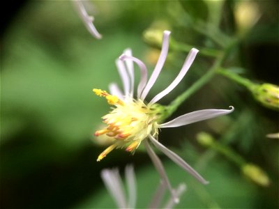 Common Blue Wood Aster (Symphyotrichum cordifolium)