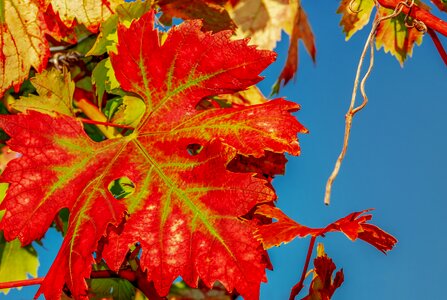 Bright red nature