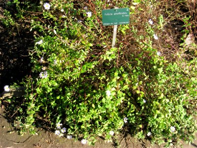 Felicia amelloides in the Jardin des Plantes de Paris, Paris, France.