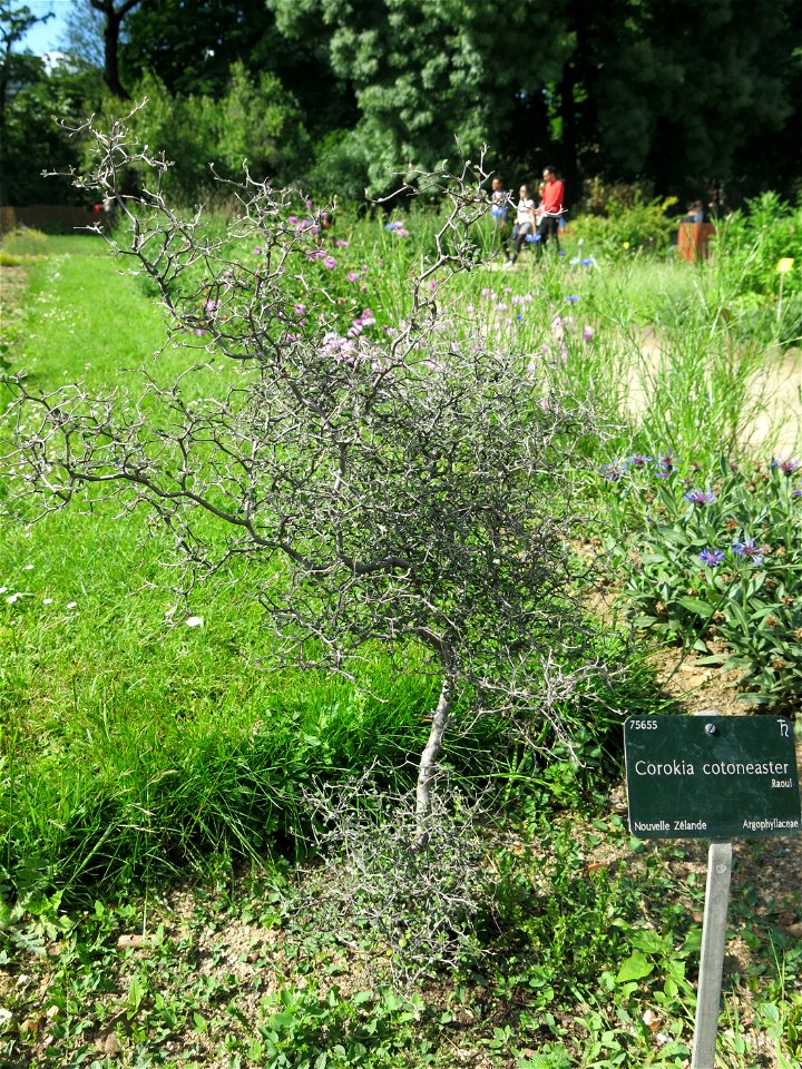 Corokia cotoneaster in the Jardin des Plantes de Paris. Plant identified by its botanic label.