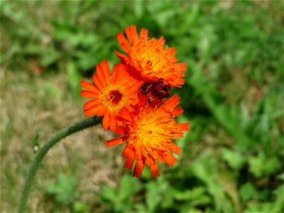 Orangerotes Habichtskraut (Hieracium aurantiacum) in Schalkenmehren
