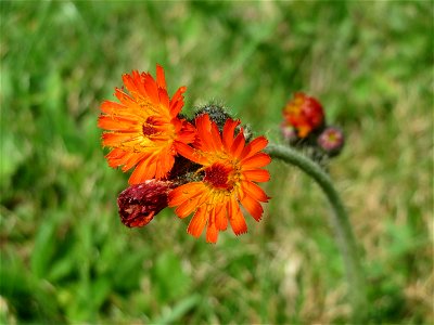 Orangerotes Habichtskraut (Hieracium aurantiacum) in Schalkenmehren photo