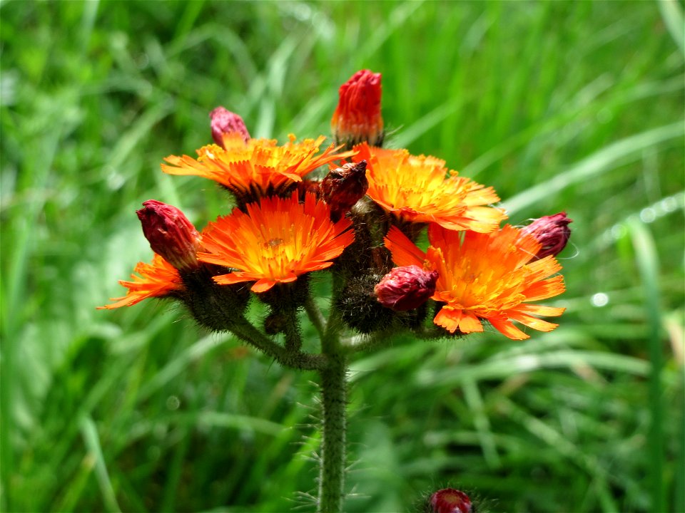 Orangerotes Habichtskraut (Hieracium aurantiacum) am Schalkenmehrener Maar
