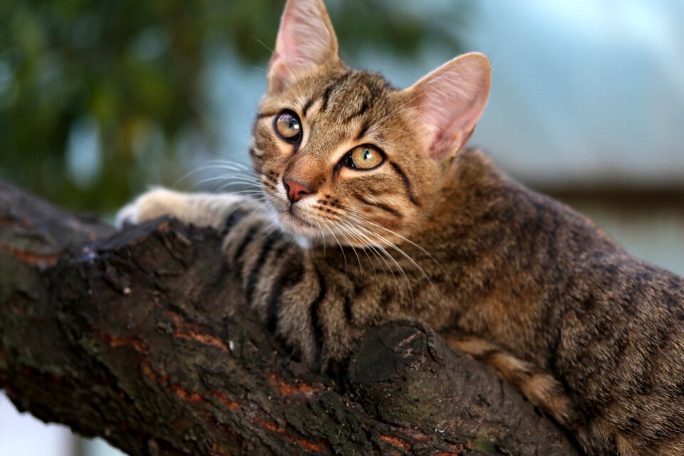 Cute tree climbing