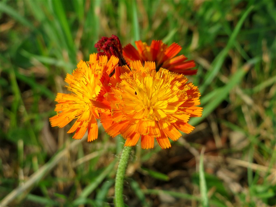 Orangerotes Habichtskraut (Hieracium aurantiacum) bei Schalkenmehren