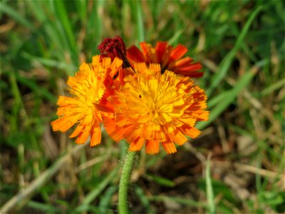 Orangerotes Habichtskraut (Hieracium aurantiacum) bei Schalkenmehren photo