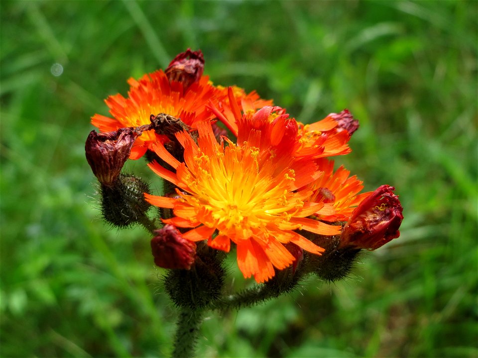 Orangerotes Habichtskraut (Hieracium aurantiacum) am Schalkenmehrener Maar