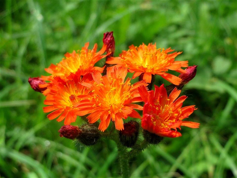 Orangerotes Habichtskraut (Hieracium aurantiacum) am Schalkenmehrener Maar