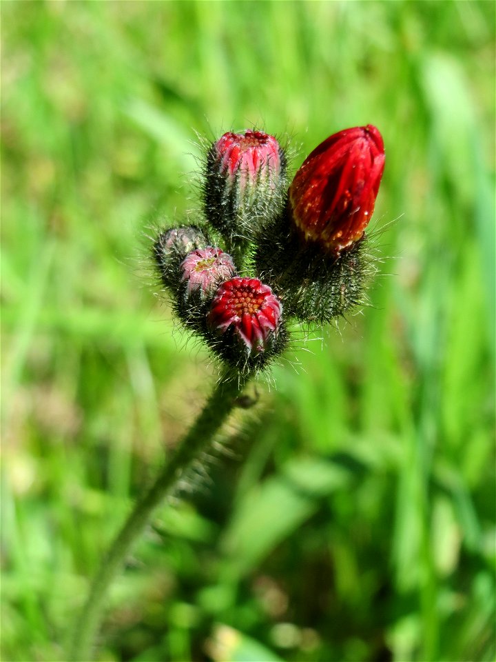Orangerotes Habichtskraut (Hieracium aurantiacum) am Friedhof St. Johann in Saarbrücken