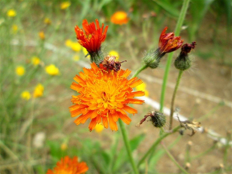Orangerotes Habichtskraut (Hieracium aurantiacum) am Straßenrand bei Lutzerath