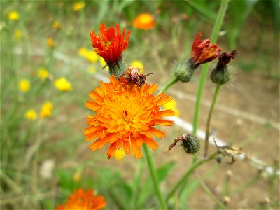 Orangerotes Habichtskraut (Hieracium aurantiacum) am Straßenrand bei Lutzerath